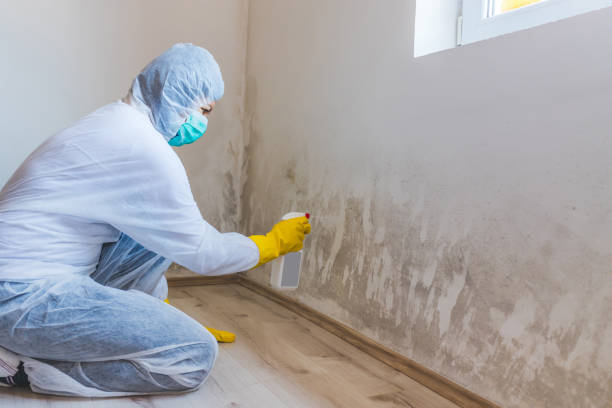 Licensed Mold Cleanup service in Thomasville, NC - WQB Mold Removal
